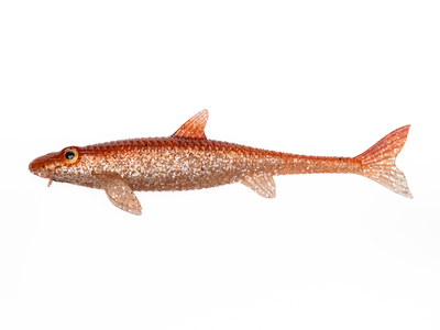 K-Finn 200